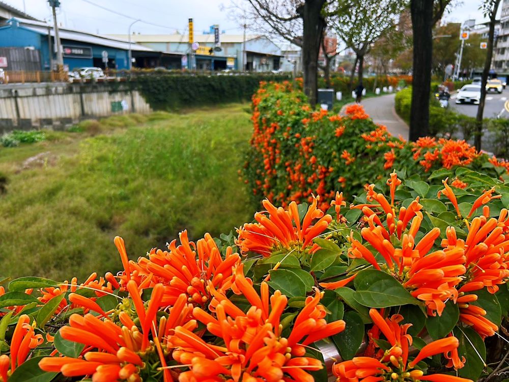 炮仗花盛開 白鷺鷥覓食 鴨母港溝春遊賞花好去處 1 《圖說》鴨母港溝炮仗花盛開。〈水利局提供〉