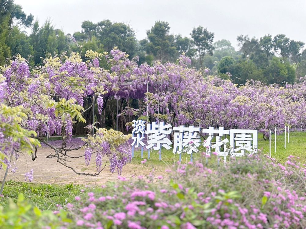 紫藤花盛開 滬尾休閒農業區一日遊賞花趣 3 《圖說》淡水紫藤花園紫藤花花期將至--資料照片。〈農業局提供〉